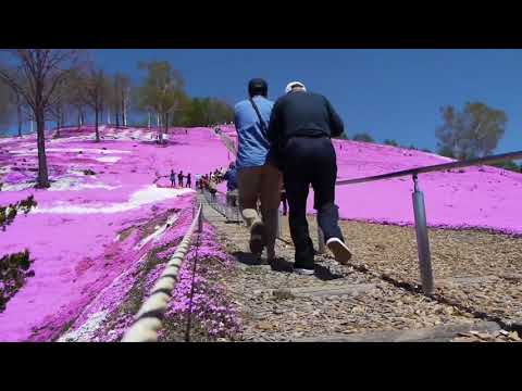 ひがしもこと芝桜公園