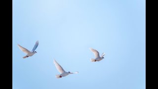 Worship - June 15th 10:00 AM - Trinity Sunday