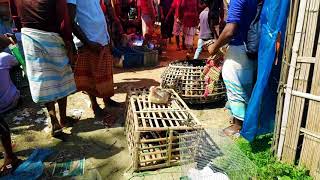 Pet Bazar || পশু-পাখিদের বাজার, নারায়ণগঞ্জ|| #narayanganj #pets #petbazar #bangladesh. screenshot 5