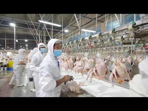 chicken processing - cut up line - manual operation in the chicken processing plant / slaugherhouse