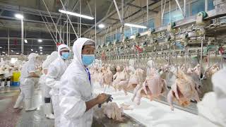 chicken processing - cut up line - manual operation in the chicken processing plant \/ slaugherhouse