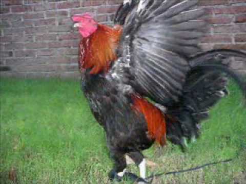 GALLERA ZINAPARO MICHOACAN - YouTube