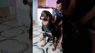 Rotwelier Dog Body Massage therapy ???#Rotwelier Dog likes massage therapy ?#viral #shortvideo