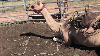 Camel saddle fit