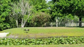 Mama Crane Scares Alligators Away from Babies || ViralHog