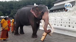 Amazing Elephant Worship - Kandy Esala Perahera