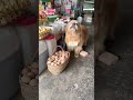 Golden Retriever Trade a Brisk for Eggs #shorts #dogs