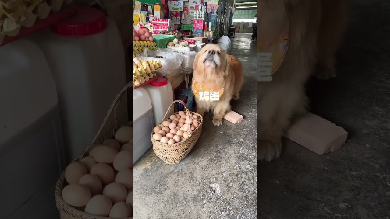 Golden Retriever Trade a Brisk for Eggs #shorts #dogs
