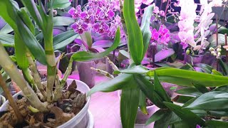 Уход за орхидеей Дендробиум в активной фазе роста