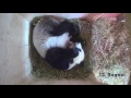Panda Twins Day 7