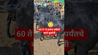 शेतकऱ्यांचा आठवडी बाजार#ईद #कुर्बानी #agriculture#goat#market#india😲🙃