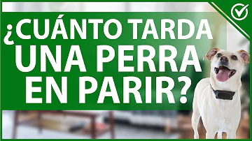 ¿Cuánto dura una hora en tiempo de perros?