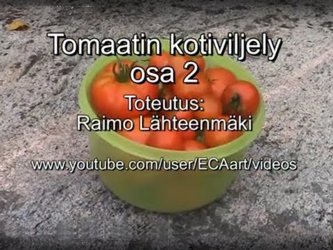 Video: Täytetyt tomaattikasvit – mitä ontot tomaatit ovat täytteeksi