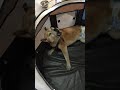 老犬　柴犬の夜鳴き　＃柴犬　＃くるくる　＃徘徊　＃痴呆　＃夜鳴き　＃高齢犬　＃老犬