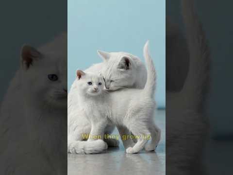Your Cat Doesn't Meow at Other Cats! 🐱 Only At YOU (Why?)