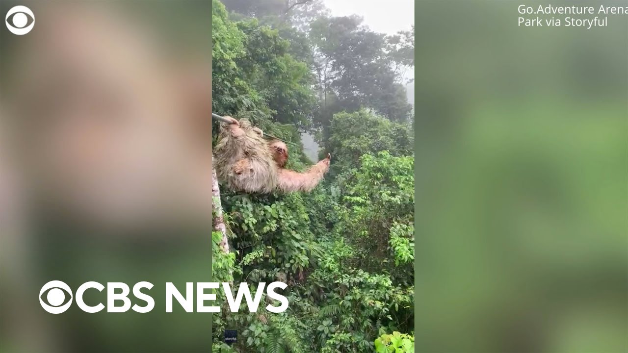 Child runs into sloth while zip lining through Costa Rican rainforest