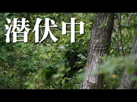 【自衛隊】Ｑ どこに隠れているでしょうか【７普連公式】