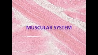 Medical Terminology Signs and Symptoms and Pathology of the Muscular System