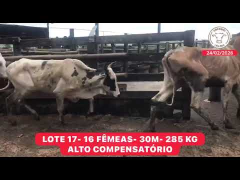 LOTE 17- 16 FÊMEAS- 30M- 285 KG