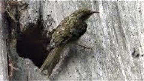 TREECREEPER - Certhia familiaris