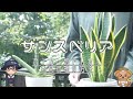 サンスベリアの育て方・増やし方・日常管理の方法