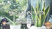 サンスベリアファーンウッドの育て方 Youtube