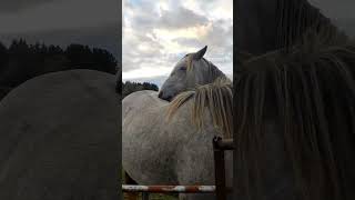 Irish horses and their love ❤