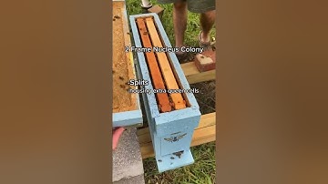 5-Frame nuc boxes are the most common, but you see them in all sizes! The more you know! #newbees