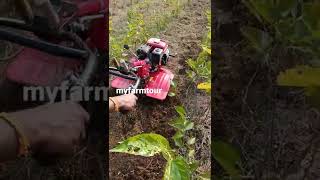 Honda power weeder - inter cultivation in mulberry plantation