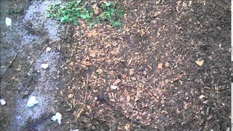 Adding Calcium to Soil With Eggshells
