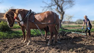Hard life in a village. Planting potatoes with horses. Cooking green borscht without meat