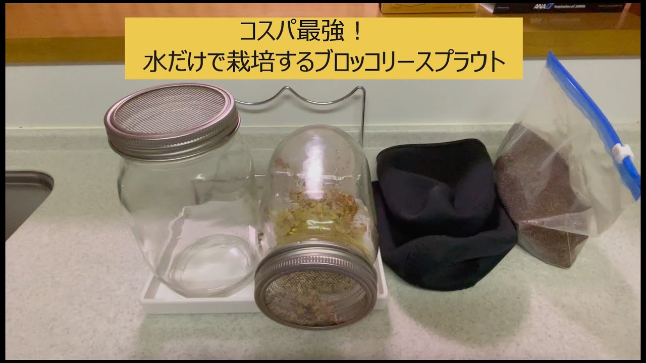 コスパ最強！水だけで栽培するブロッコリースプラウト