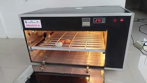 Cara menggunakan mesin penetas telur otomatis