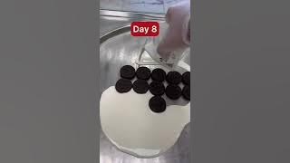 24 days of Oreo series compilation