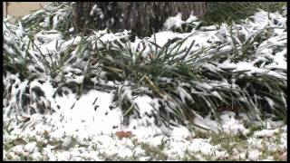 Raw Video: December 5th 2011 Snow