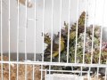 الحسون الكورسيكي - The Corsican Finch