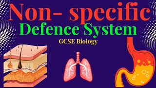 NON-SPECIFIC DEFENCE SYSTEM GCSE BIOLOGY
