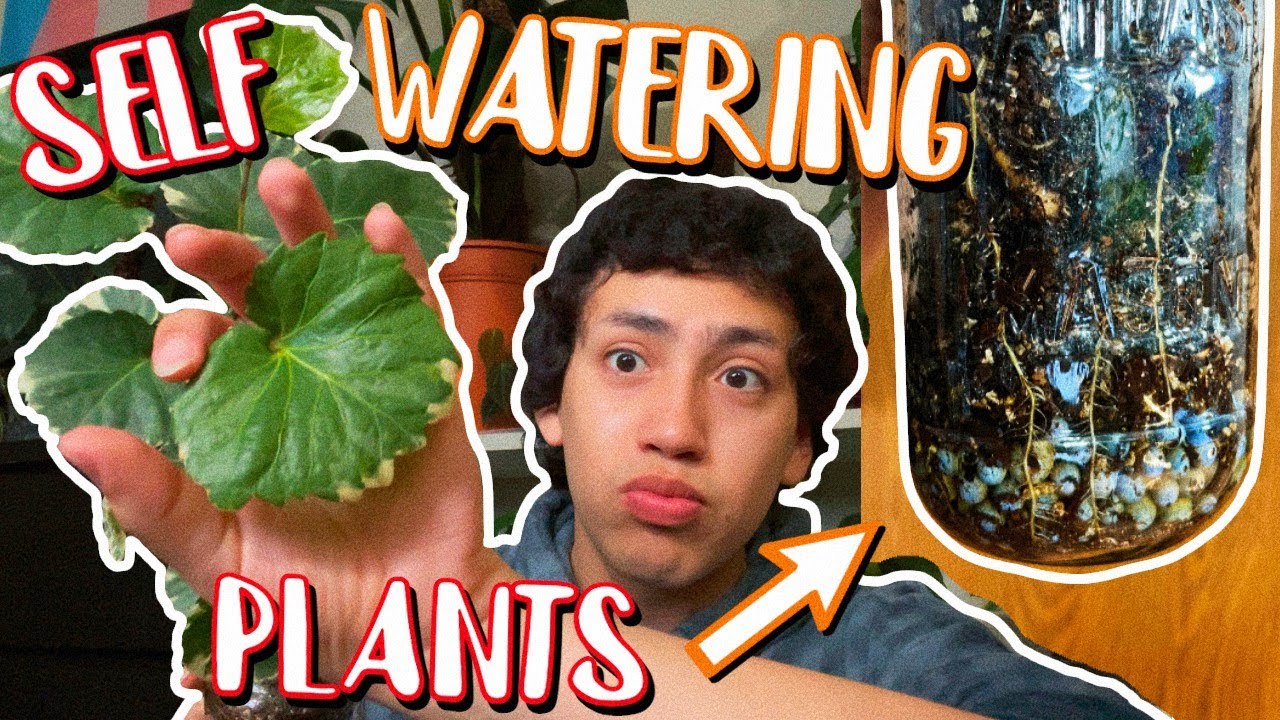My SELF WATERING Plant Collection ♡ NO DRAINAGE Plant Set Up YouTube