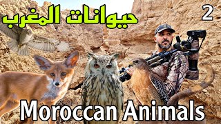 حيوانات المغرب  Moroccan Animals