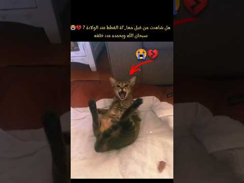 هل شاهدت من قبل معا اة القطط عند الولادة سبحان الله وبحمده سبحان الله العظيم عدد خلقه
