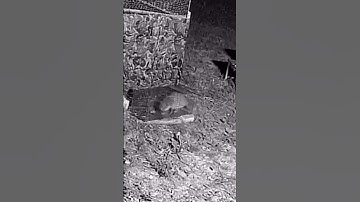 Caught Raccoon sneaking around my Chickens!