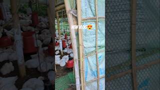 new farming mini vlog  | day 39 | 40day challenge #poultryfarming #vlog #minivlog #shorts #viral