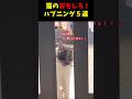 猫のおもしろ！ハプニング５選#cat #面白集 #ねこ #笑ったら負け