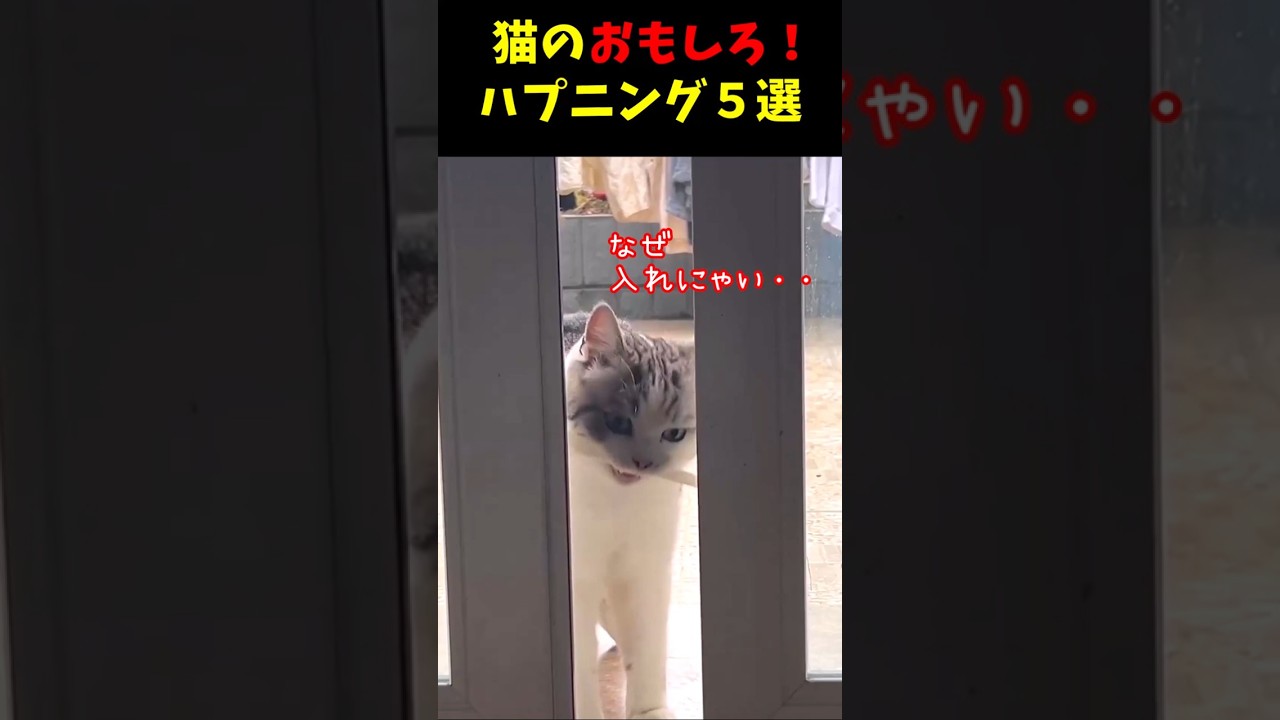 猫のおもしろ！ハプニング５選#cat #面白集  #ねこ #笑ったら負け