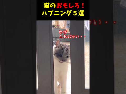 猫のおもしろ！ハプニング５選#cat #面白集  #ねこ #笑ったら負け