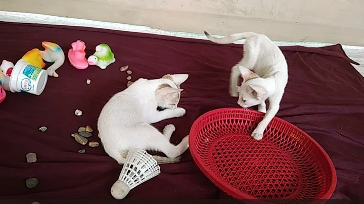 Video 11244301: cutecats furry, cutecats funnykittens, furry cat, kitten compilation, kittens compilation cute, cat meowing, kitten loves playing, kitten playing funny