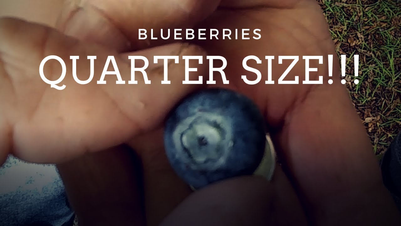 Sizing Blueberries Quarter Size Blueberries - YouTube