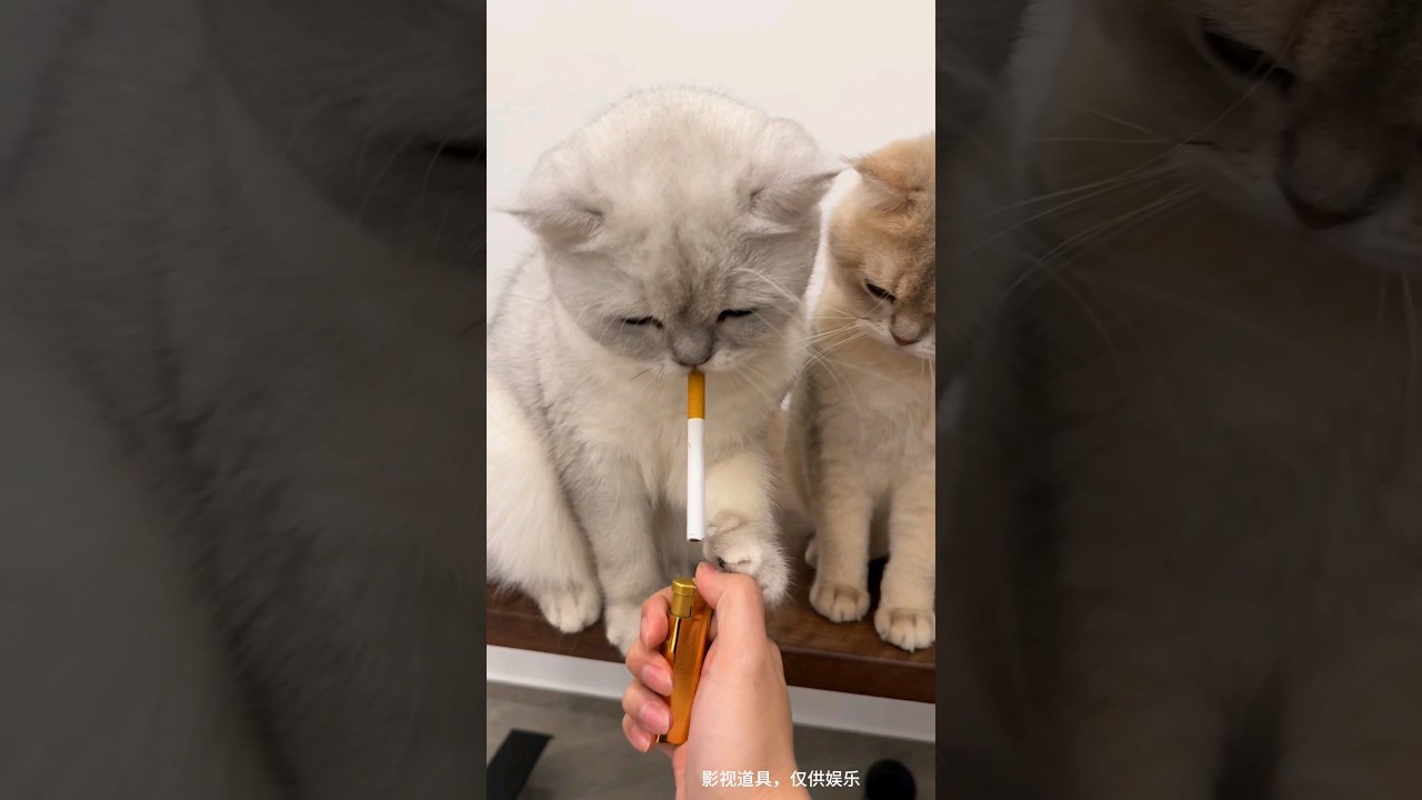 Funny Animals 🤣🤣 (P3) 