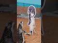 The Penguin Who Loved A Cartoon Girl 😢