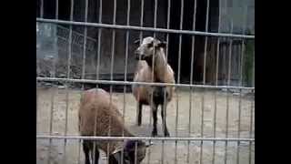 Funny Goat Sounds